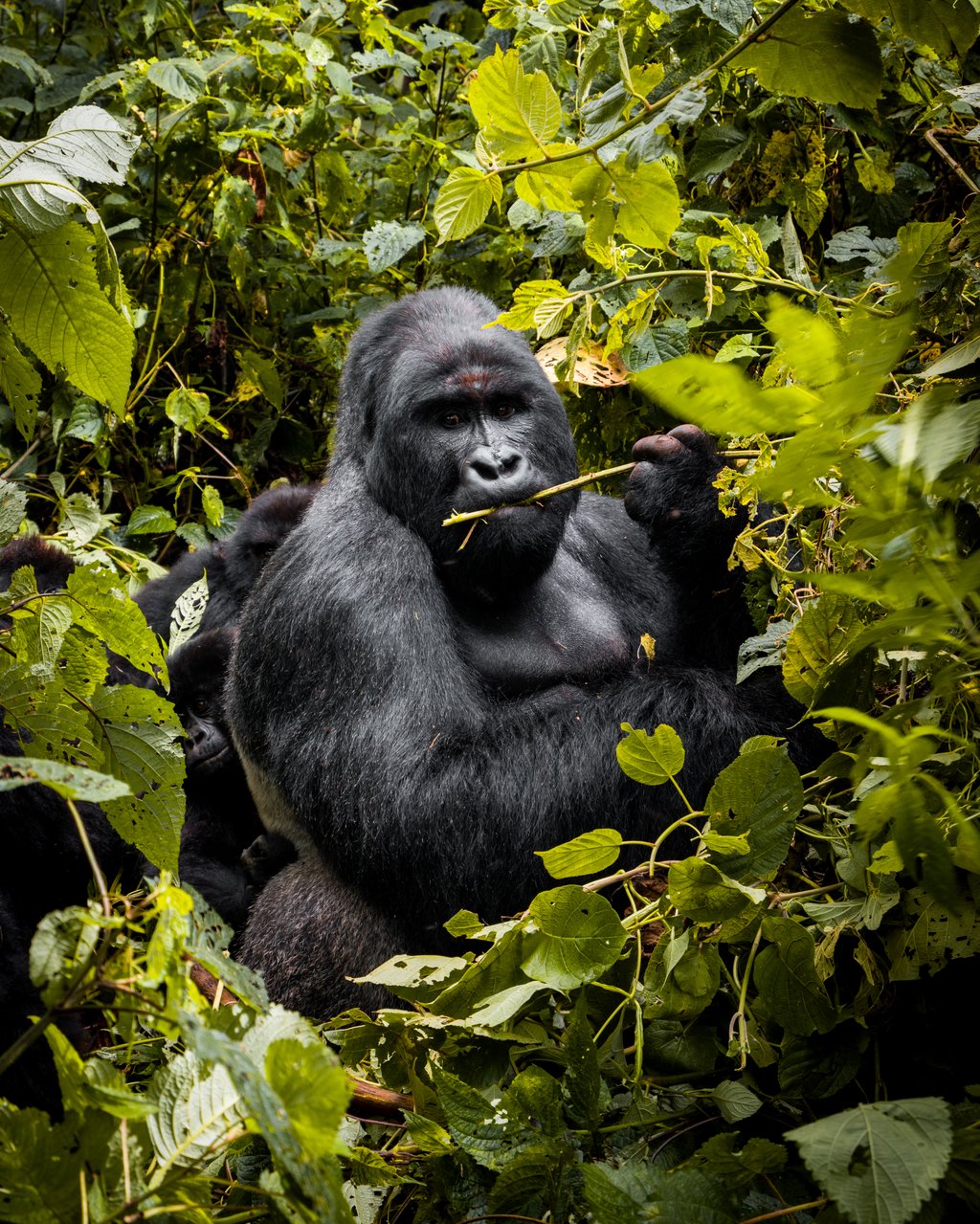 DRC, Rwanda & Burundi III