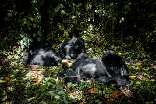 DRC, Rwanda & Burundi III - 2