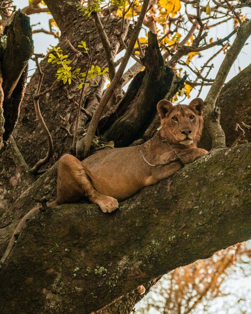 Kenya - 4
