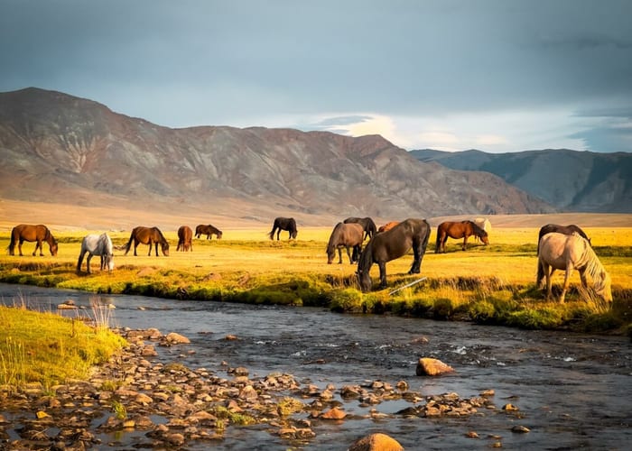 Mongolia III photo 2