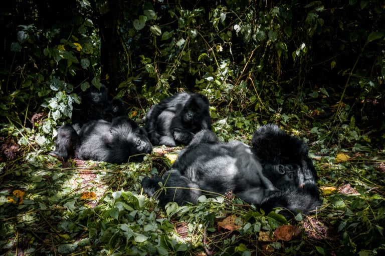 DRC, Rwanda & Burundi III - 2