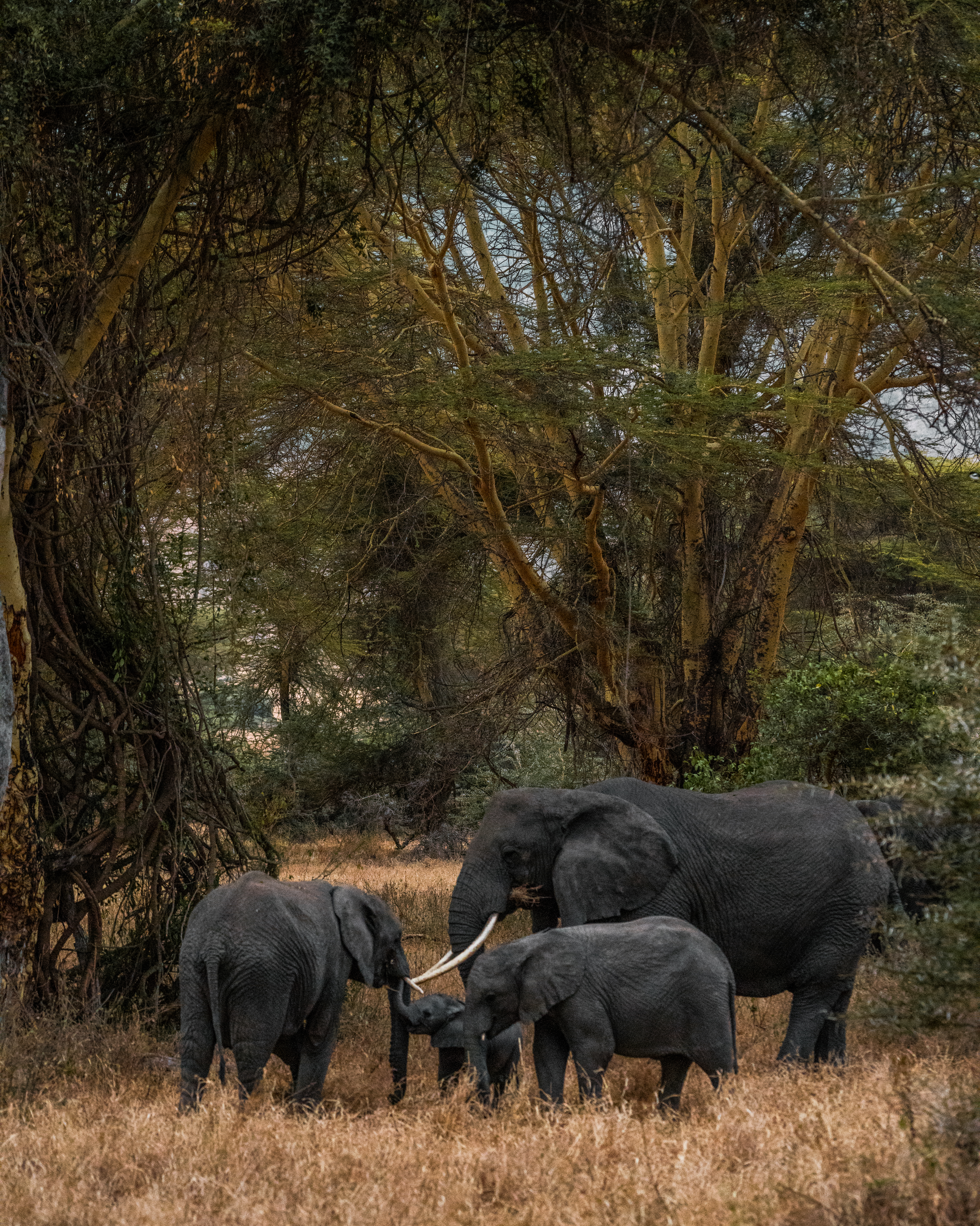 Kenya - 5