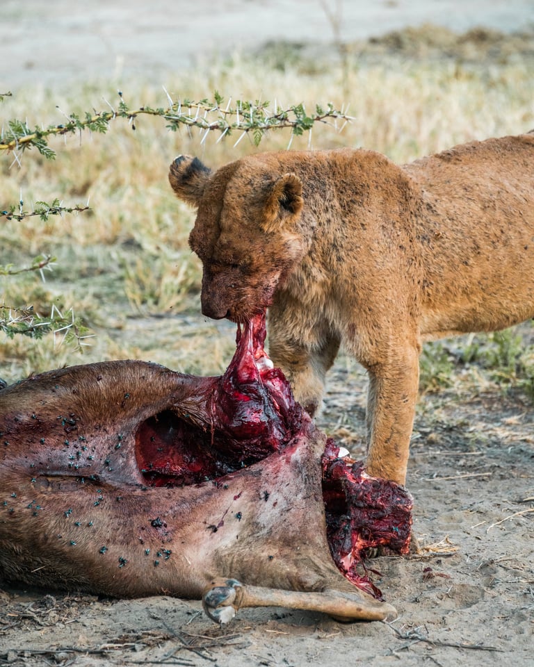 Kenya - 6
