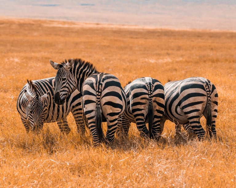 Kenya - 2