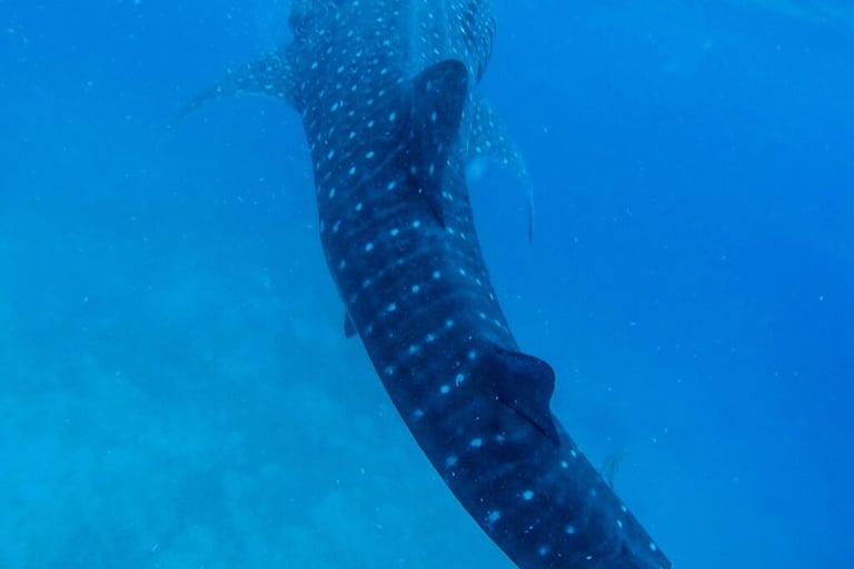 Mogadishu, Somaliland & Djibouti III - 7