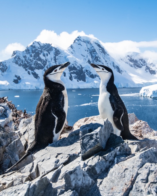 Antarctica, Falkand Islands and South Georgia photo 1