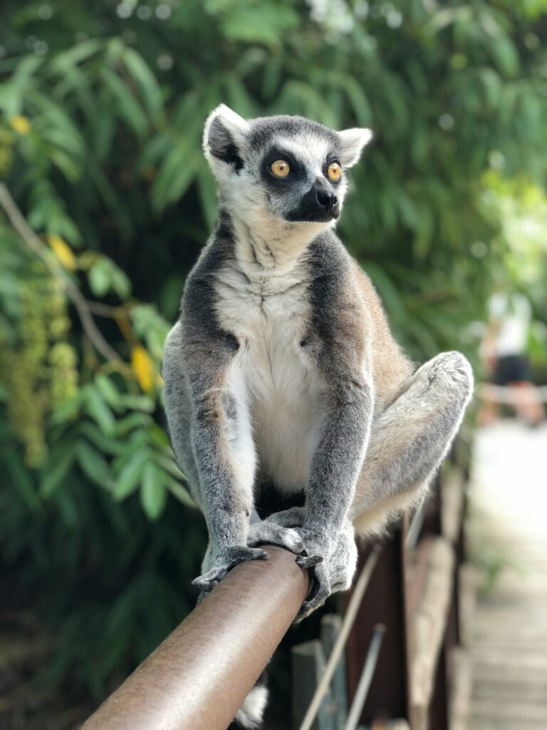 Madagascar I photo 6
