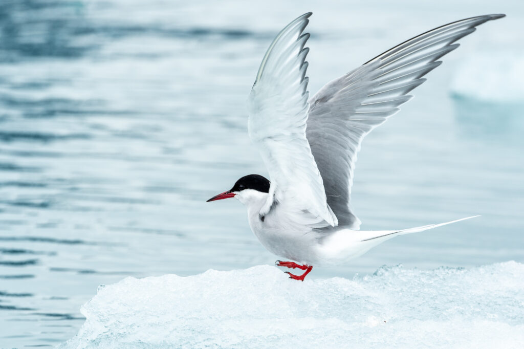 Svalbard photo 5