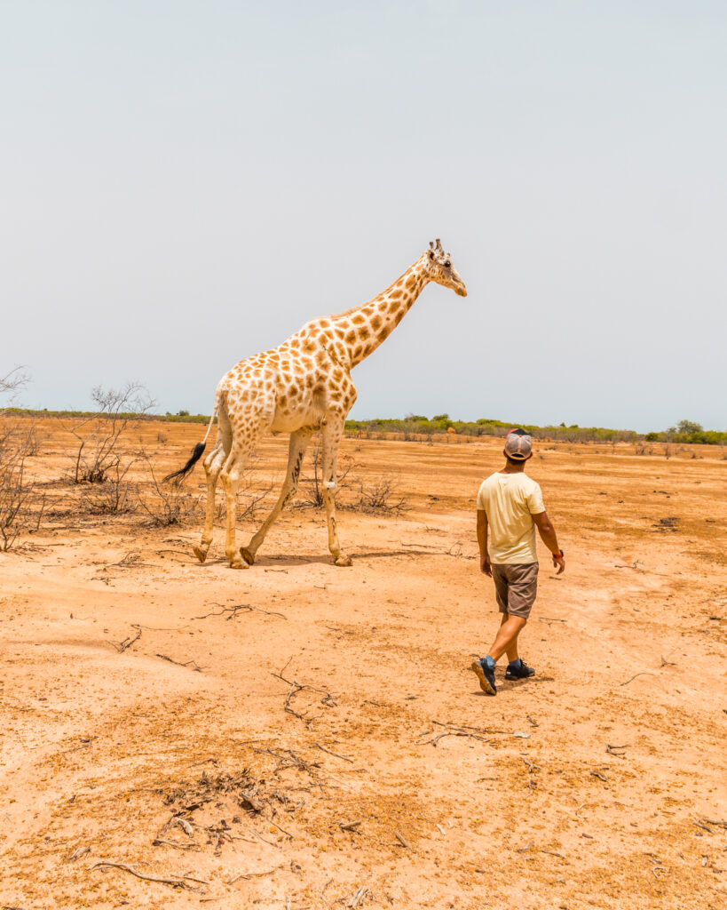 Niger II: Agadez, Zinder & Gerewol photo 3