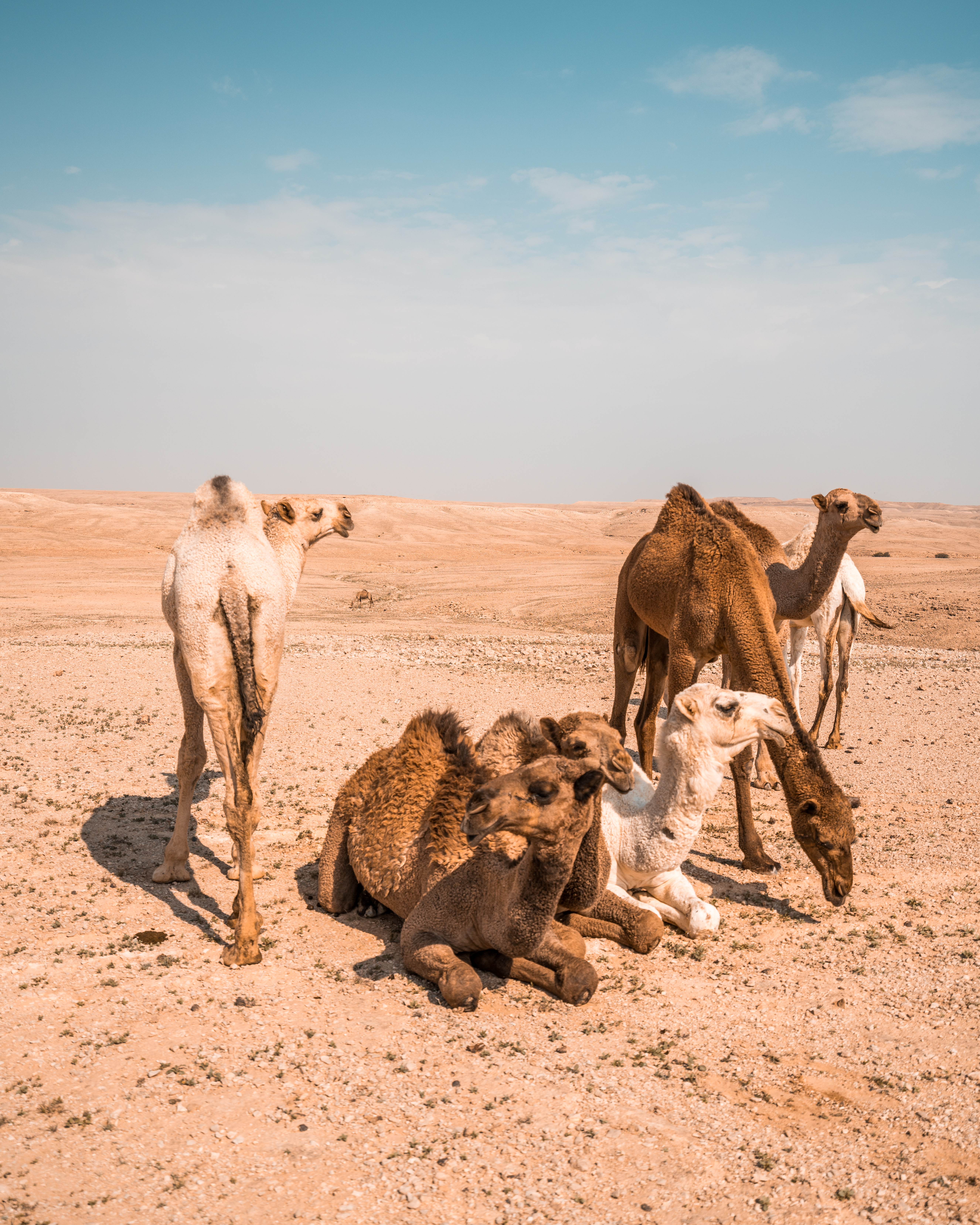 Saudi II photo 3