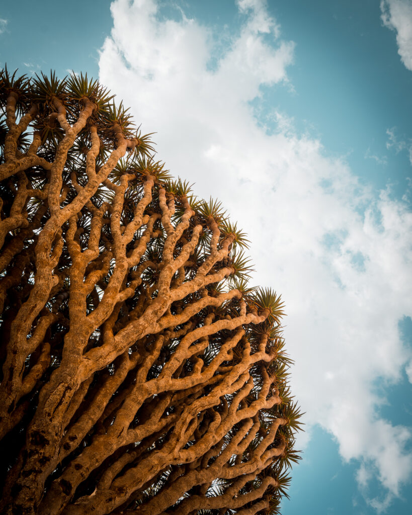 Socotra II photo 1