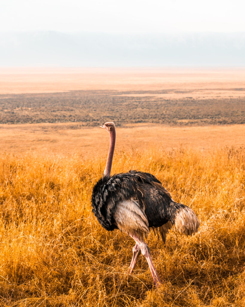 Kenya photo 3
