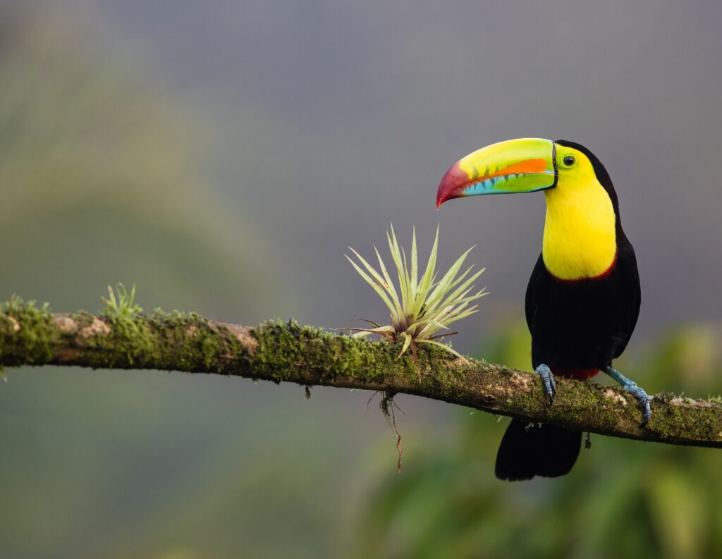 Central America I photo 3