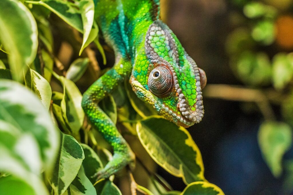 Madagascar I photo 3