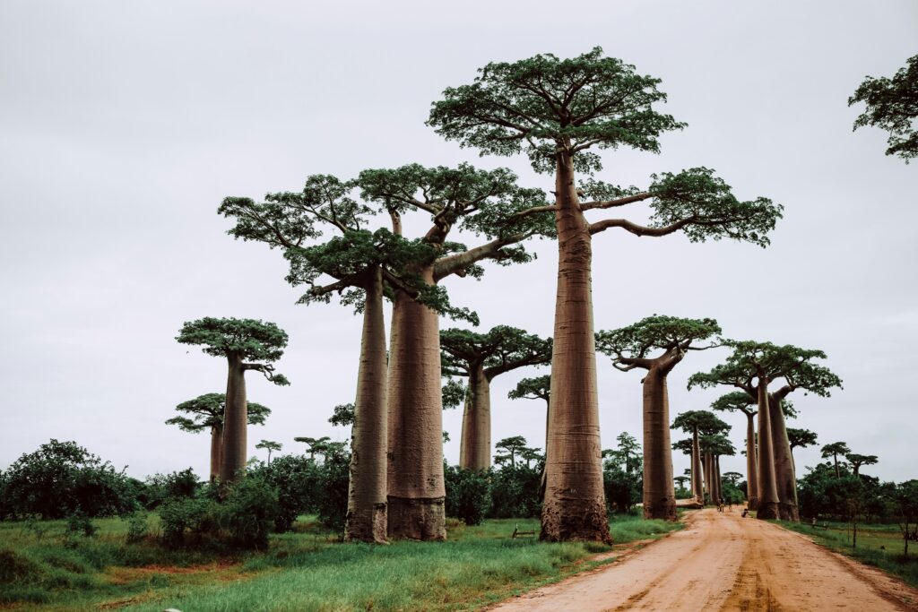 Madagascar I photo 2