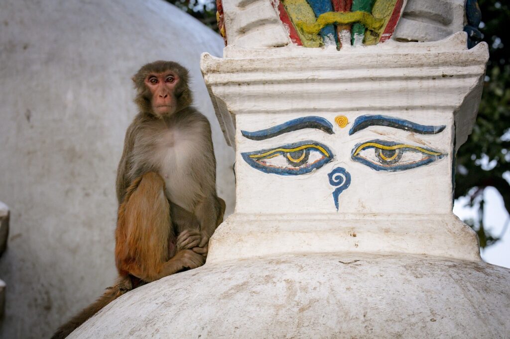 Kathmandu & Bhutan II (Copy) photo 3