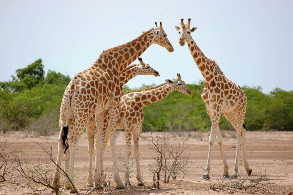 Niger photo 1