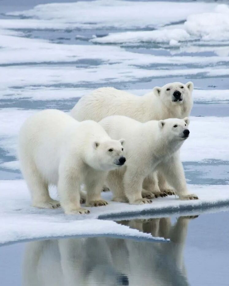 Svalbard photo 1